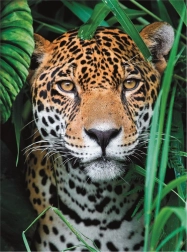 Puzzle de 500 piezas High Quality, Jaguar en la jungla