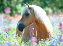 Puzzle 2D de 300 piezas – caballo RAVENSBURGER