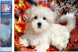 Pintura de diamantes – cachorro blanco 30 × 40 cm