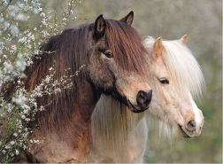Puzzle Ravensburger Perfect Ponies 150 piezas