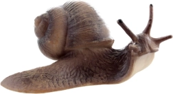 Caracol de plástico realista: modelo decorativo y educativo