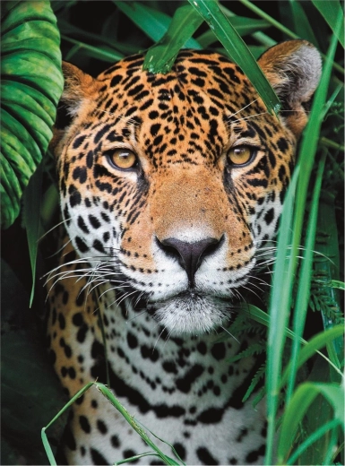 Puzzle de 500 piezas High Quality, Jaguar en la jungla