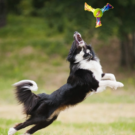 Divertido juego al aire libre y buscar y traer