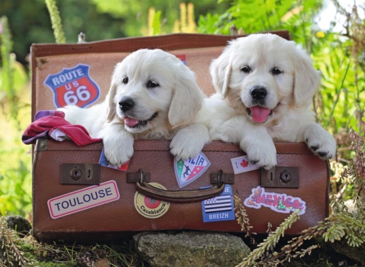 Ravensburger Puzzle cachorros viajeros 100 piezas
