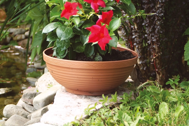 Destaca con plantas con flores