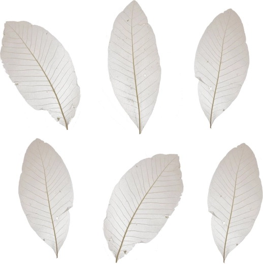 Hojas decorativas secas blancas – set de 10 uds