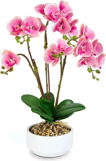 Aspecto realista de la orquídea