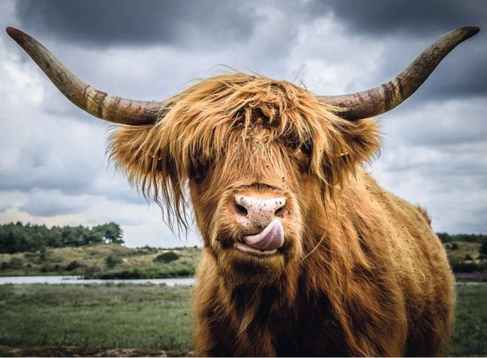 Puzzle Ravensburger Puzzle Moments Highland Cattle 300 piezas