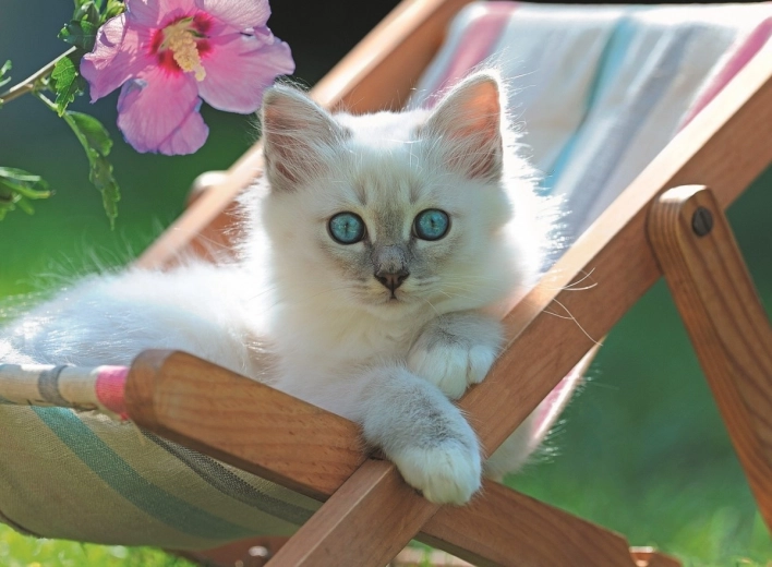 Adorable motivo de gatito en un ambiente veraniego