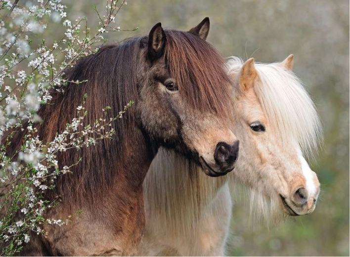 Puzzle Ravensburger Perfect Ponies 150 piezas
