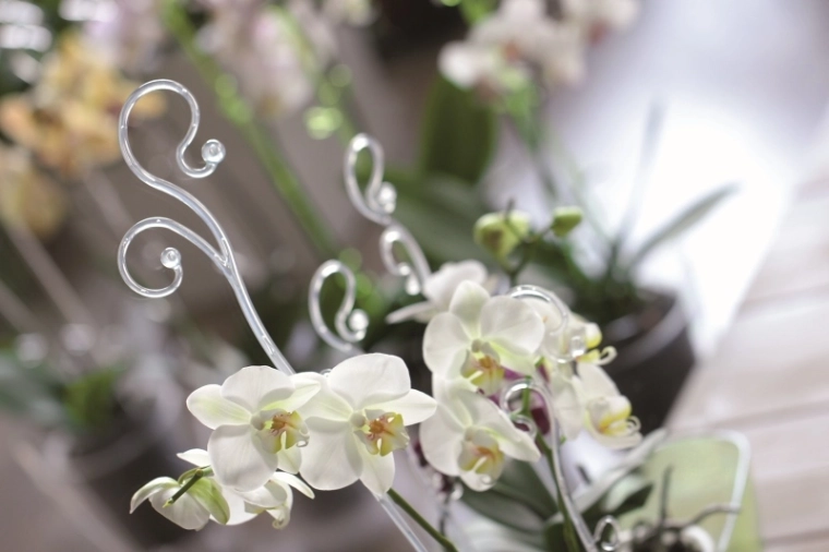 Soporte seguro para orquídeas