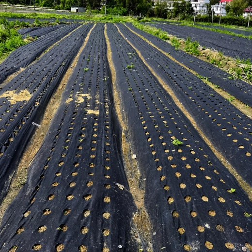 Para cultivo en hileras en el jardín y también en el campo