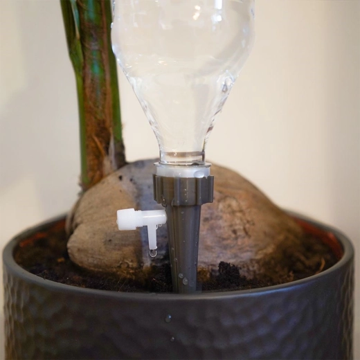 Anclaje estable en la maceta