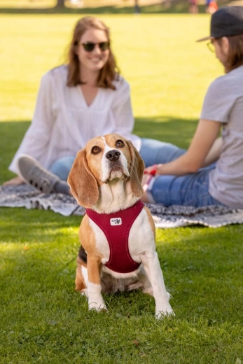 Comodidad y transpirabilidad Air-Mesh para paseos diarios