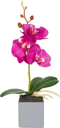Aspecto realista de la orquídea