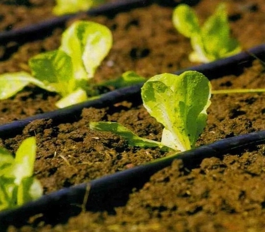 Riego por goteo dirigido para un crecimiento saludable