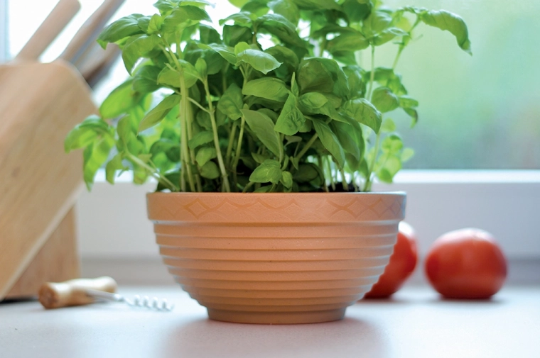 Ideal para hierbas aromáticas en la cocina