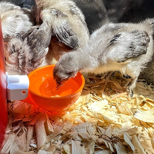 Agua limpia para aves de corral más sanas