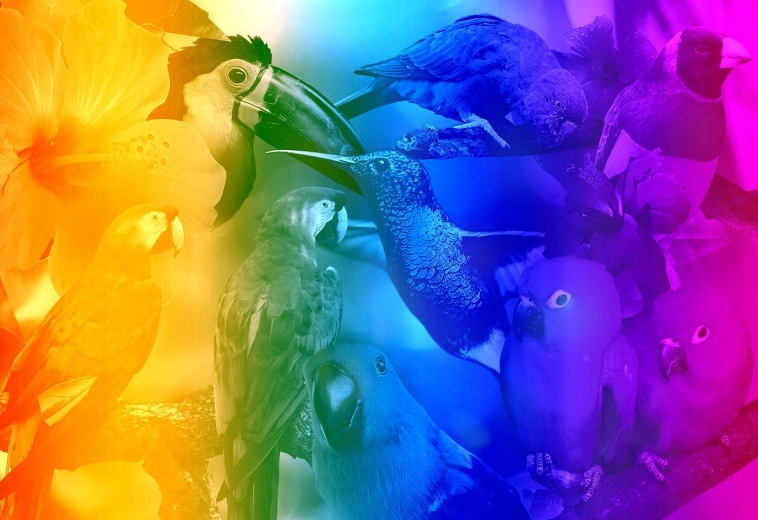 Puzzle de madera con figuritas – Birds Gradient M, 200 piezas