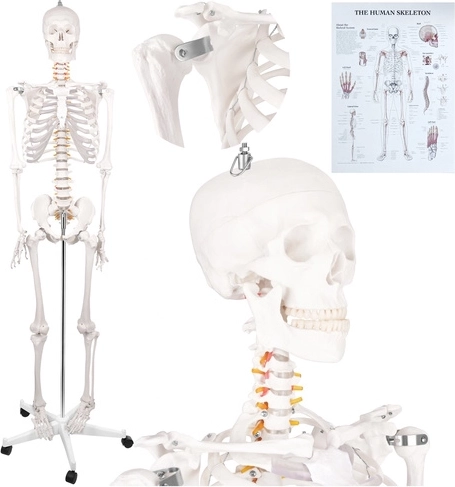 Esqueleto anatómico humano Glimz de 170 cm