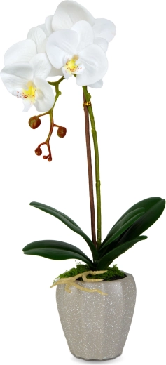 Aspecto realista de la orquídea