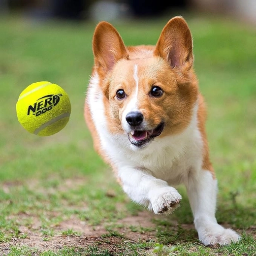 Tres pelotas de tenis chirriantes en el paquete