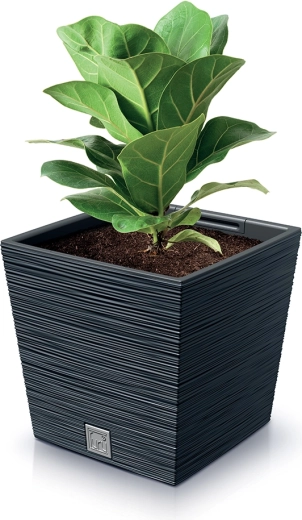 Forma práctica para la estabilidad de las plantas