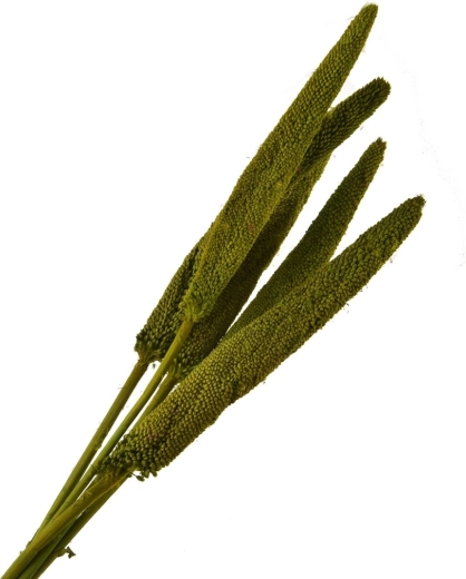 Sušina decor verde – tallos decorativos secos 5 uds