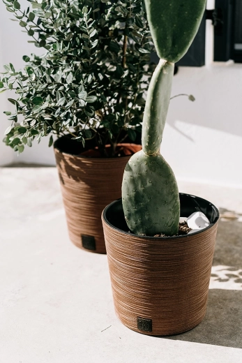 Inserto para una plantación y un mantenimiento fáciles