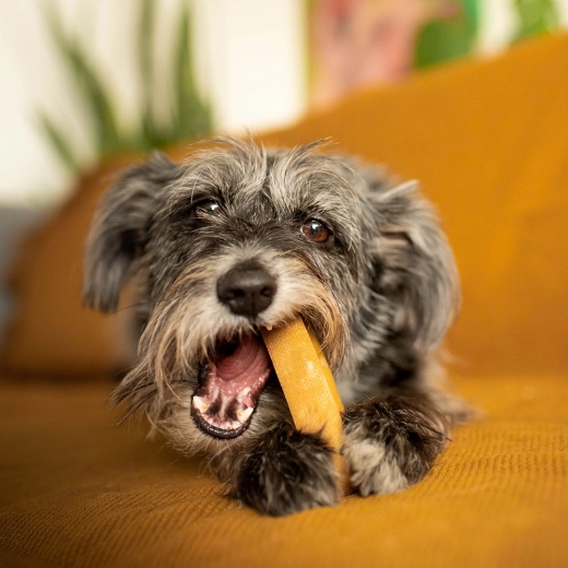 Adecuado para perros de todos los tamaños
