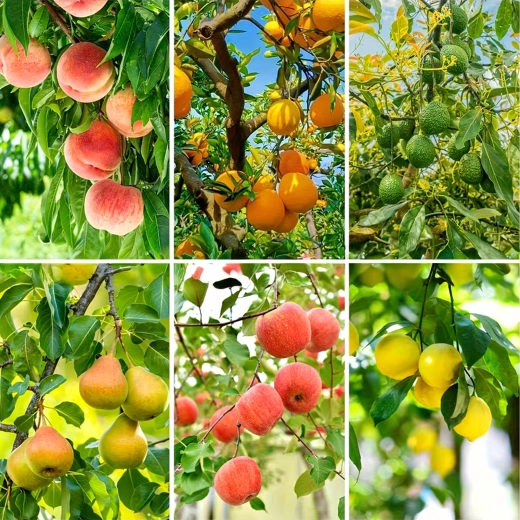 Universal para distintos tipos de fruta