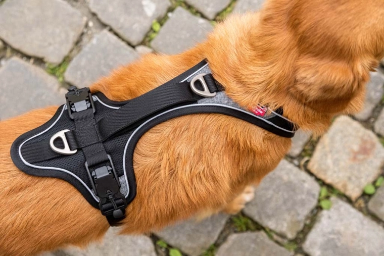 Seguridad en la oscuridad y mejor control del perro