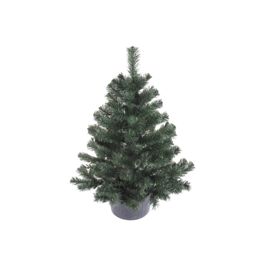 Pícea Montana en maceta 80 cm - 1 unidad