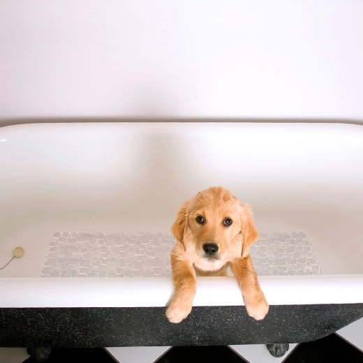 Comodidad y protección de los pies