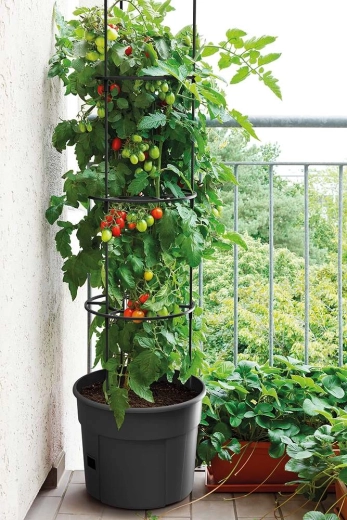 Ideal para tomates
