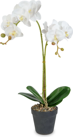 Elegancia realista de la orquídea