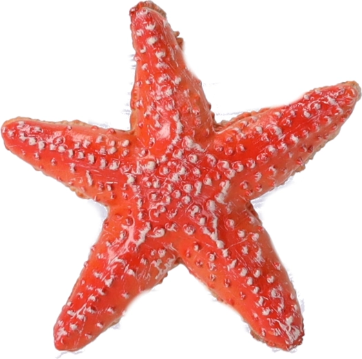 Figura coleccionable Estrella de mar, Papo