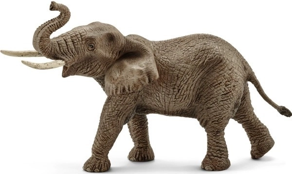 Elefante africano - macho