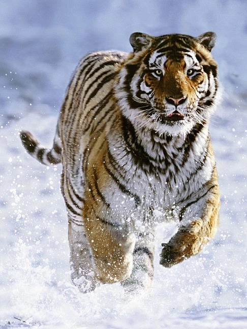 Puzzle Ravensburger Tigre en invierno 500 piezas