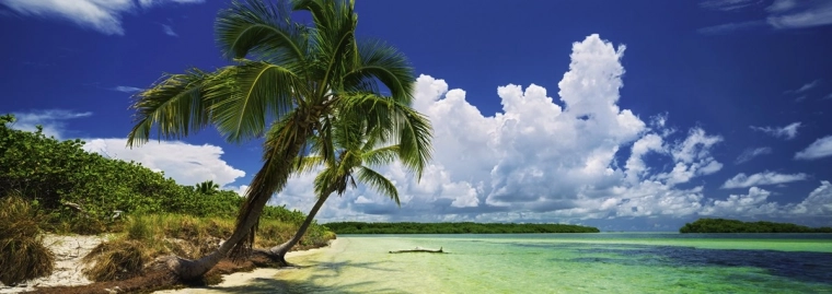 Motivo tropical de playa paradisíaca