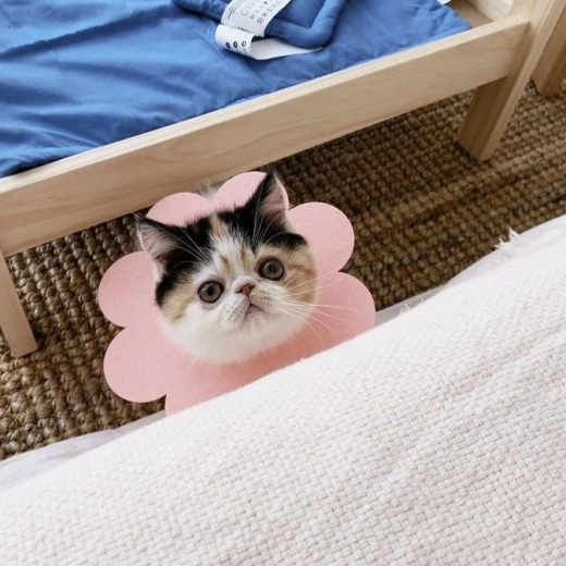 Práctico para gatos y perros