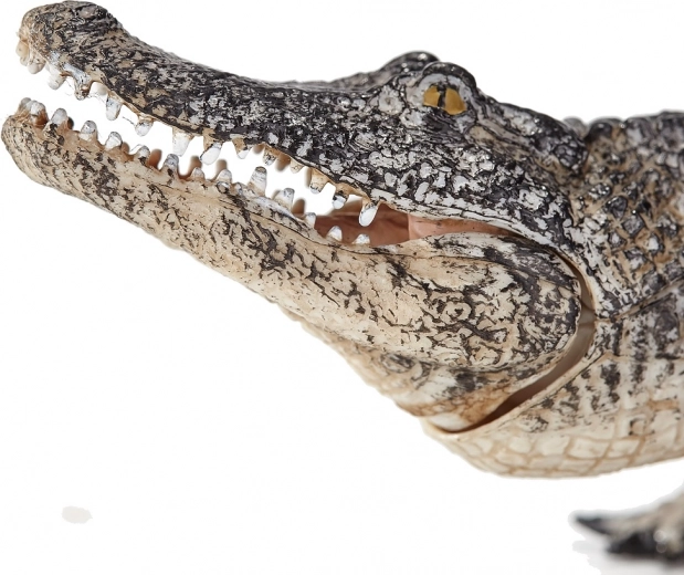 Colaboración con expertos