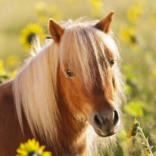 Preciosas ilustraciones que invitan al juego