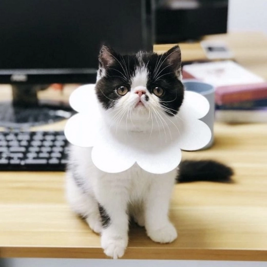 Apto para diferentes animales