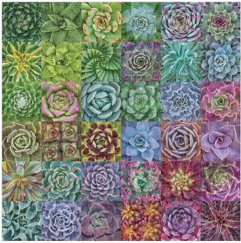 Colores vivos y un impresionante motivo de suculentas