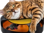 Juguete interactivo para gatos con ratón